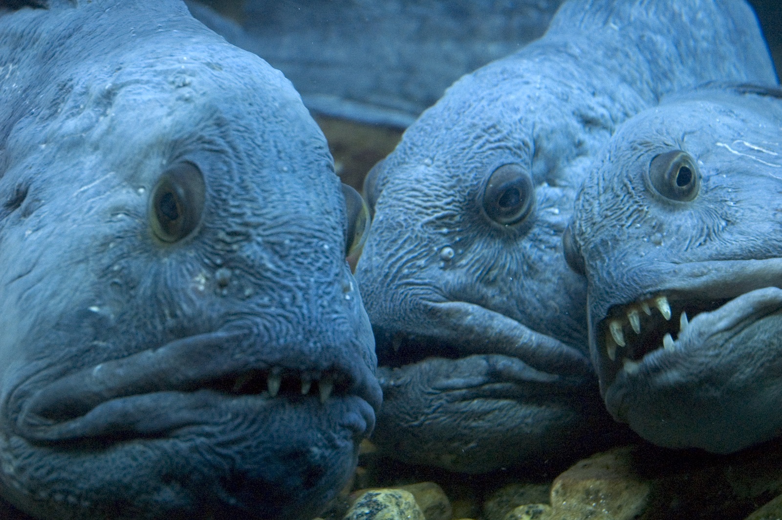 15 of The Most Terrifying Animals You Never Knew About 8