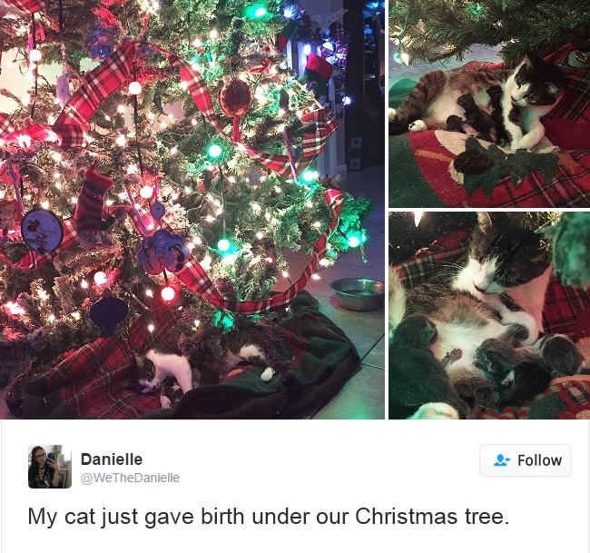 cats-twitter-memes-2016-11