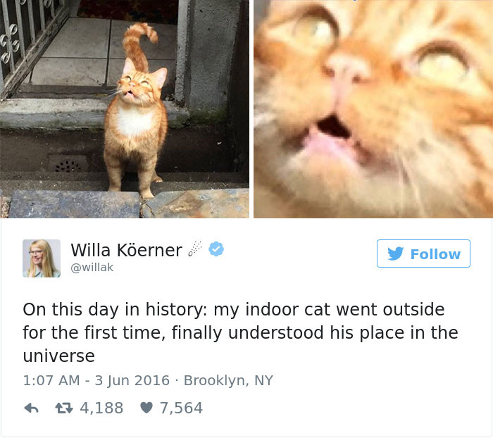 cats-twitter-memes-2016-23