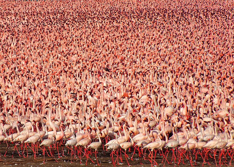 الملايين من طيور النحام الوردي في بحيرة ناكورو Millions-of-Pink-Flamingos-at-Lake-Nakuru-1