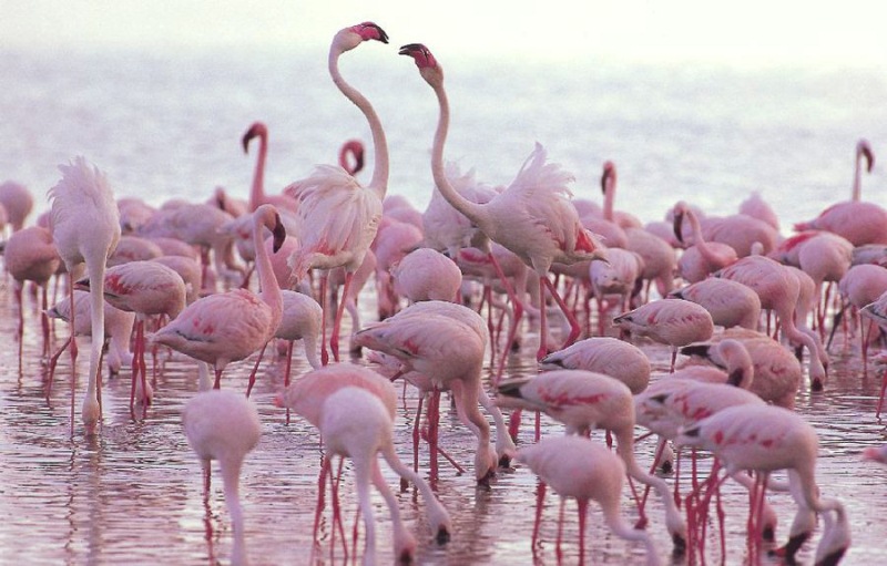 الملايين من طيور النحام الوردي في بحيرة ناكورو Millions-of-Pink-Flamingos-at-Lake-Nakuru-11