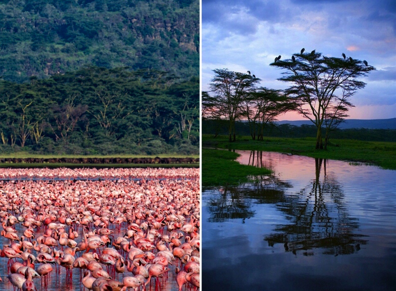 الملايين من طيور النحام الوردي في بحيرة ناكورو Millions-of-Pink-Flamingos-at-Lake-Nakuru-5