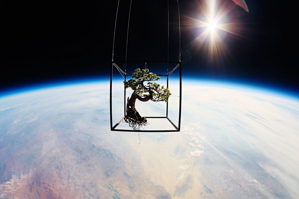 6 Impressive Projects That Turn Botany Into Art