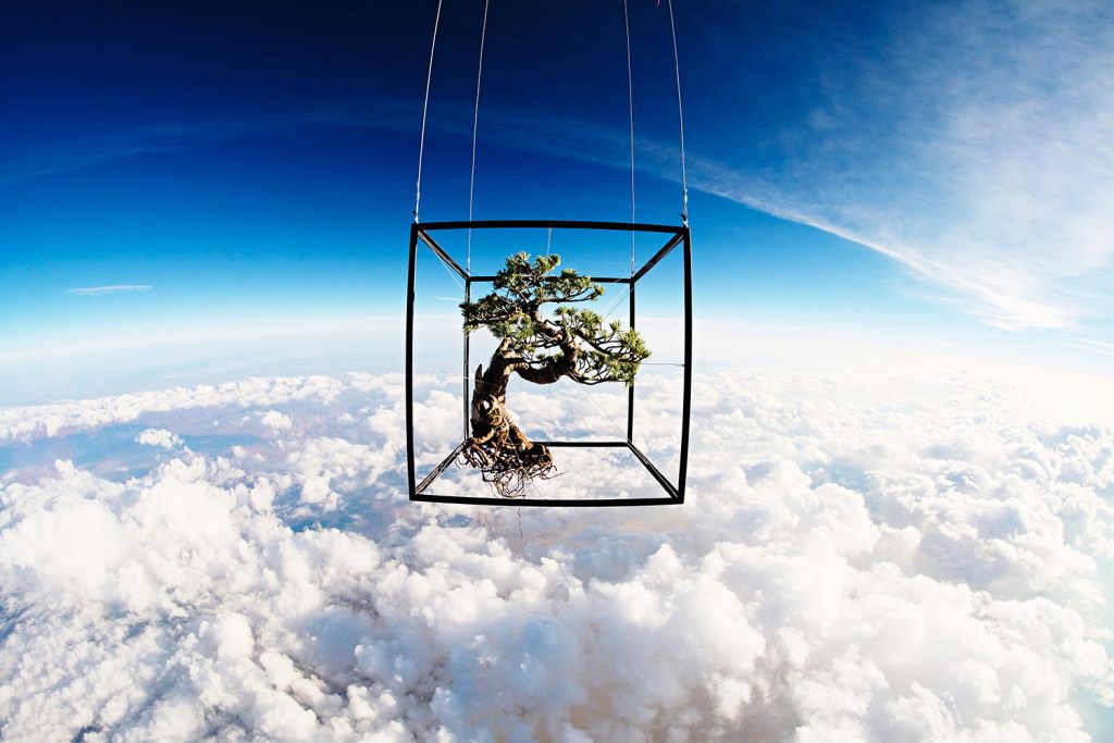 6 Impressive Projects That Turn Botany Into Art