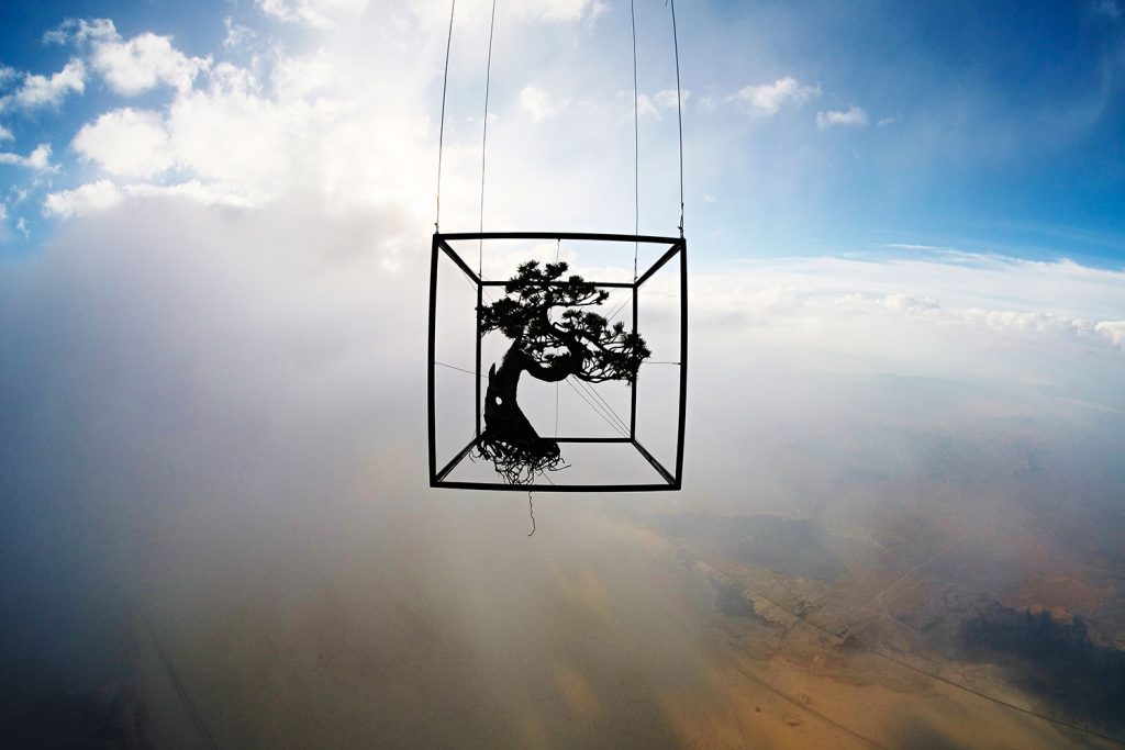 6 Impressive Projects That Turn Botany Into Art