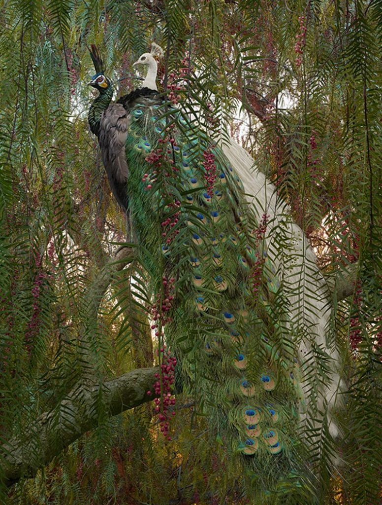 Apocalyptic Animal Kingdom Of Simen Johan