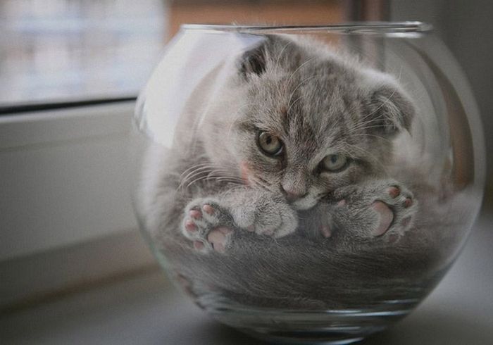 The 20 Cutest & Funniest Animal GIFs Ever