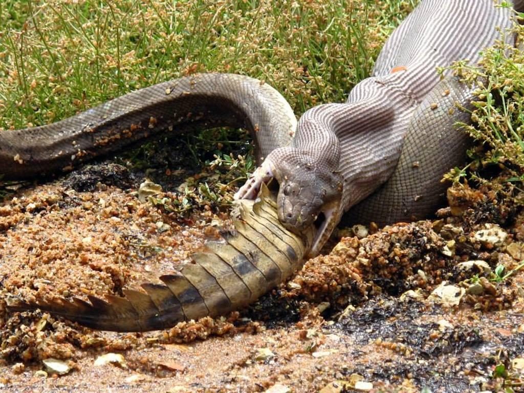 Only In Australia! – These 19 Things Prove Australia Is the Craziest