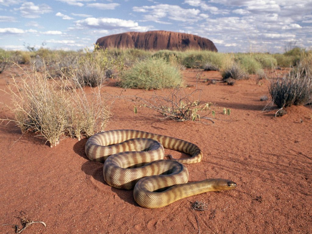 Only In Australia! – These 19 Things Prove Australia Is the Craziest