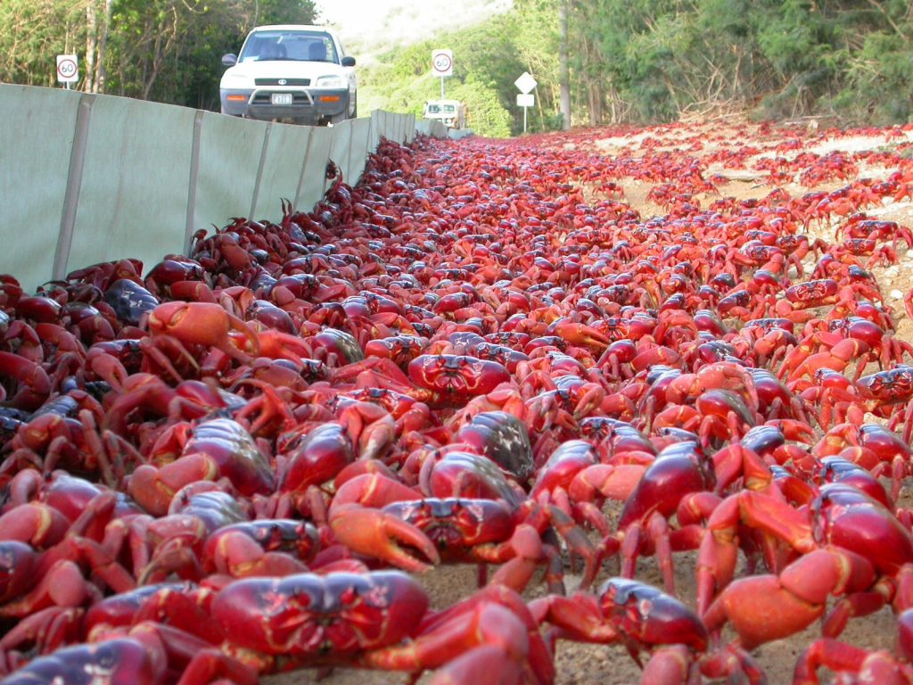 Only In Australia! – These 19 Things Prove Australia Is the Craziest