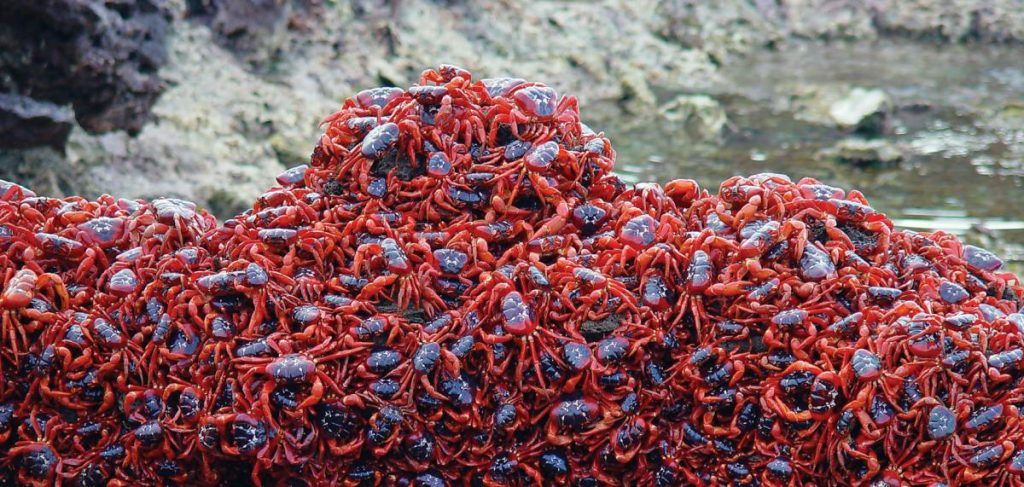Only In Australia! – These 19 Things Prove Australia Is the Craziest