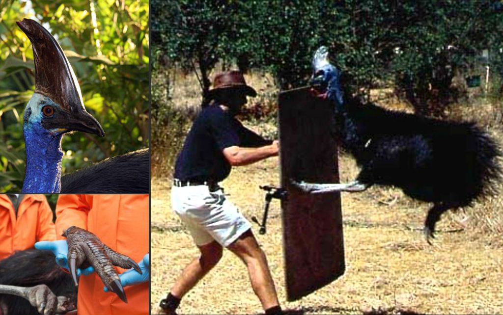 Only In Australia! – These 19 Things Prove Australia Is the Craziest