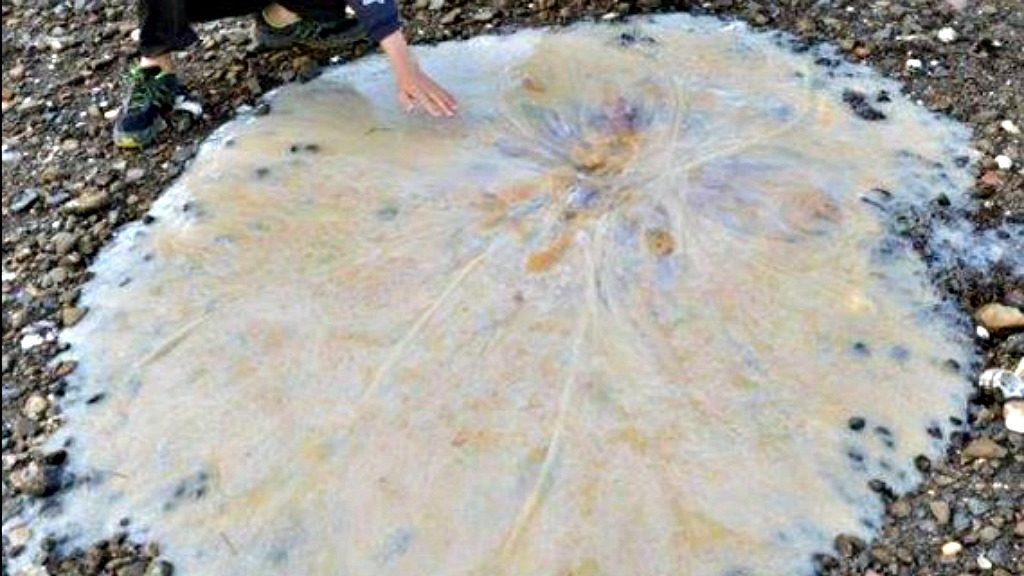 Only In Australia! – These 19 Things Prove Australia Is the Craziest