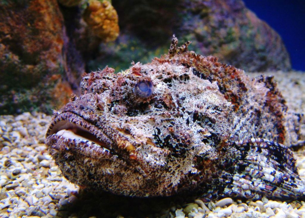 Only In Australia! – These 19 Things Prove Australia Is the Craziest
