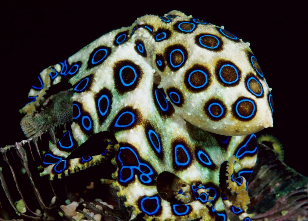 Only In Australia! – These 19 Things Prove Australia Is the Craziest
