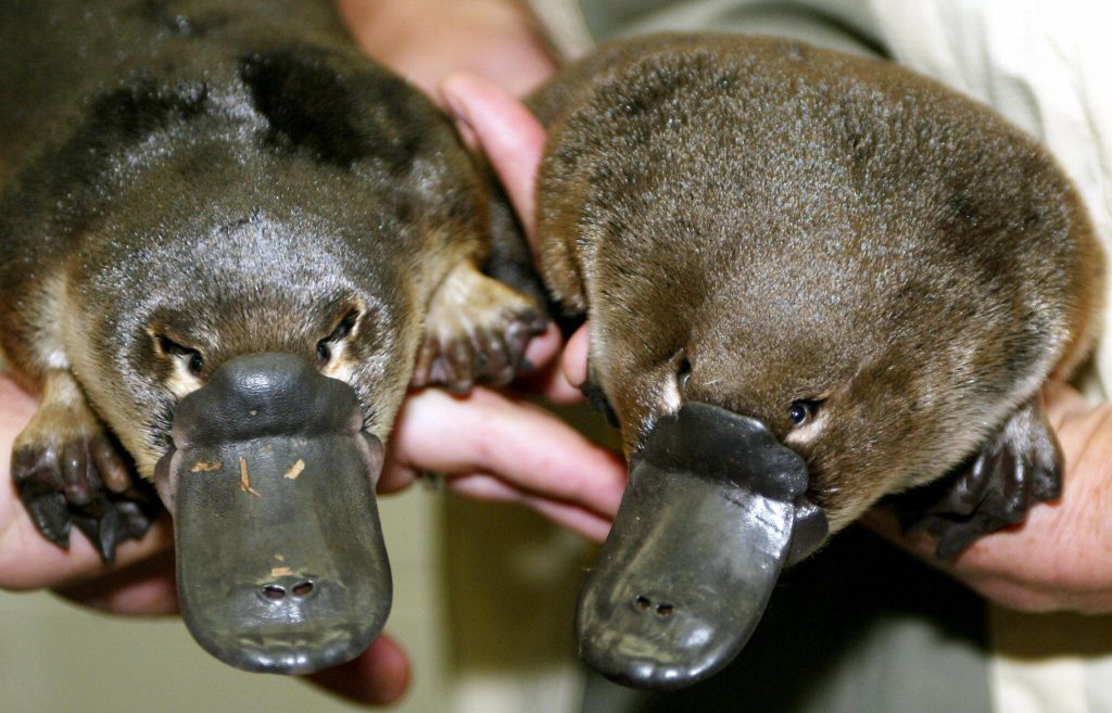 Only In Australia! – These 19 Things Prove Australia Is the Craziest