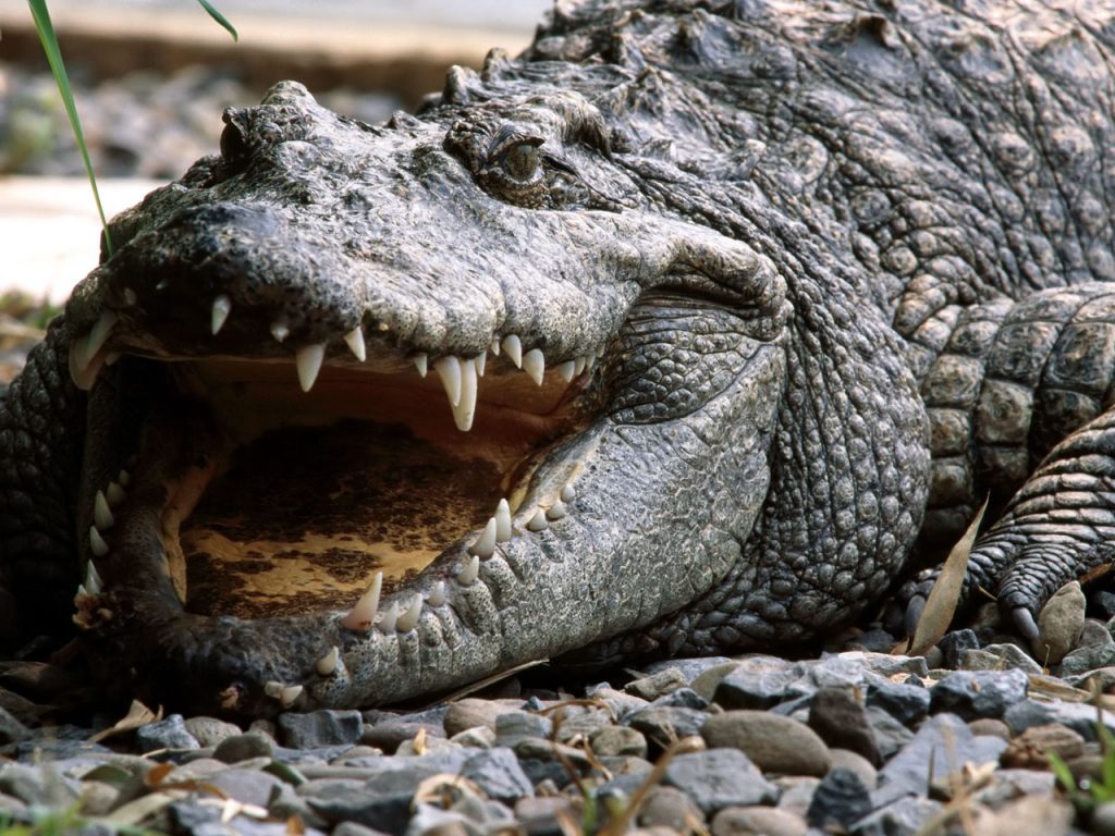 Only In Australia! – These 19 Things Prove Australia Is the Craziest