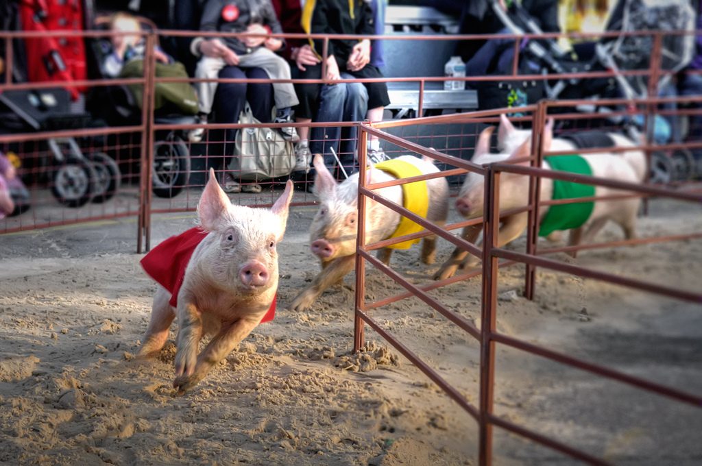 Wacky Animal Sports You Had Never Heard Of