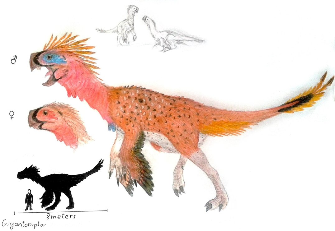 9) Gigantoraptor