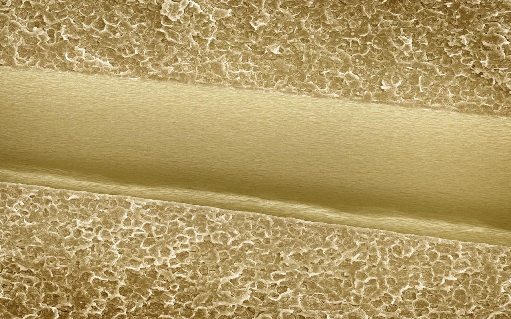 Foods Under The Microscope