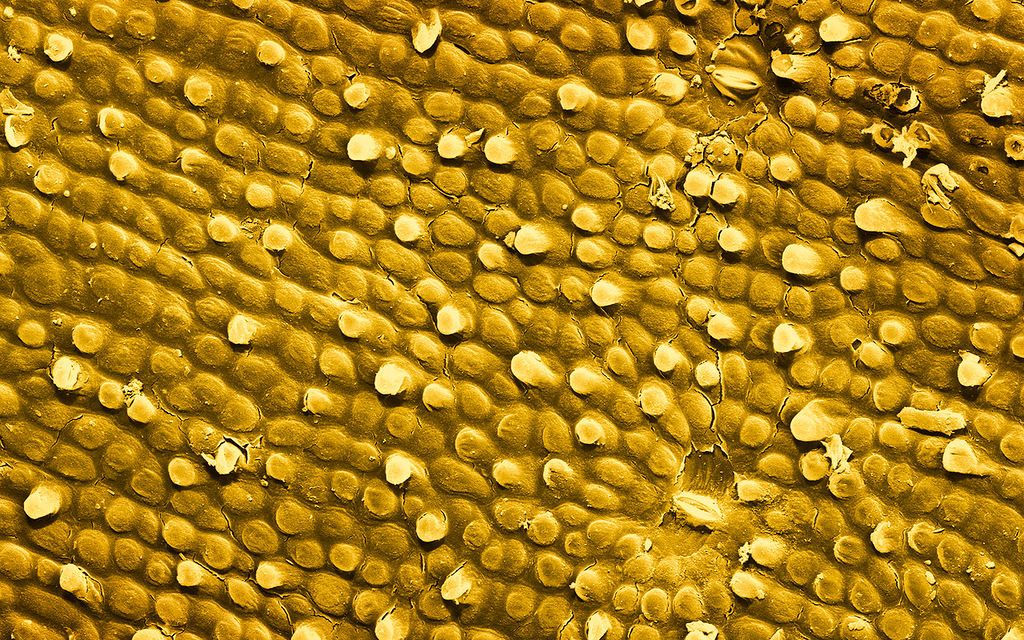 Foods Under The Microscope