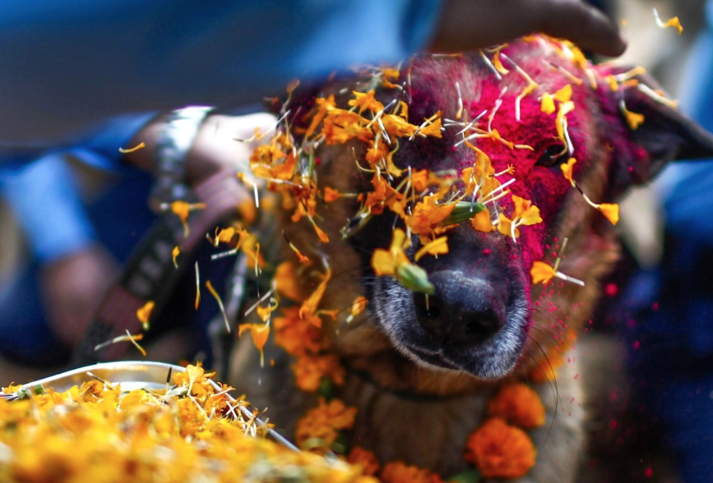 World’s Most Beautiful Festivals Dedicated To Animals