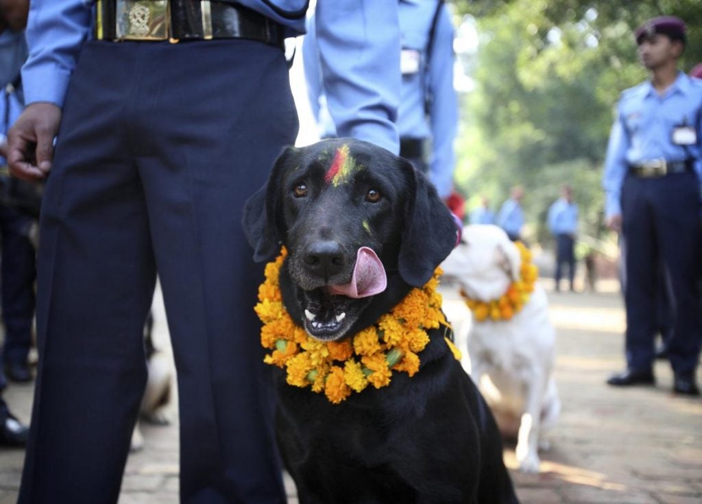 World’s Most Beautiful Festivals Dedicated To Animals