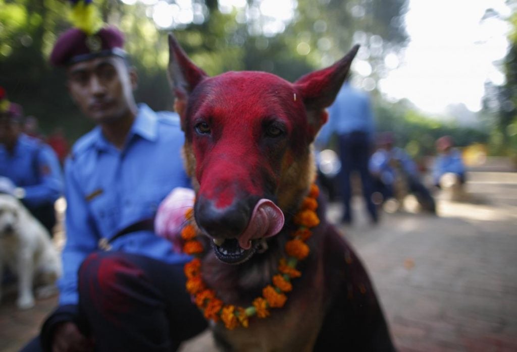 World’s Most Beautiful Festivals Dedicated To Animals