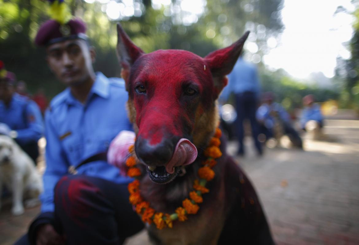 Nepal's Festival To Celebrate Dogs 5