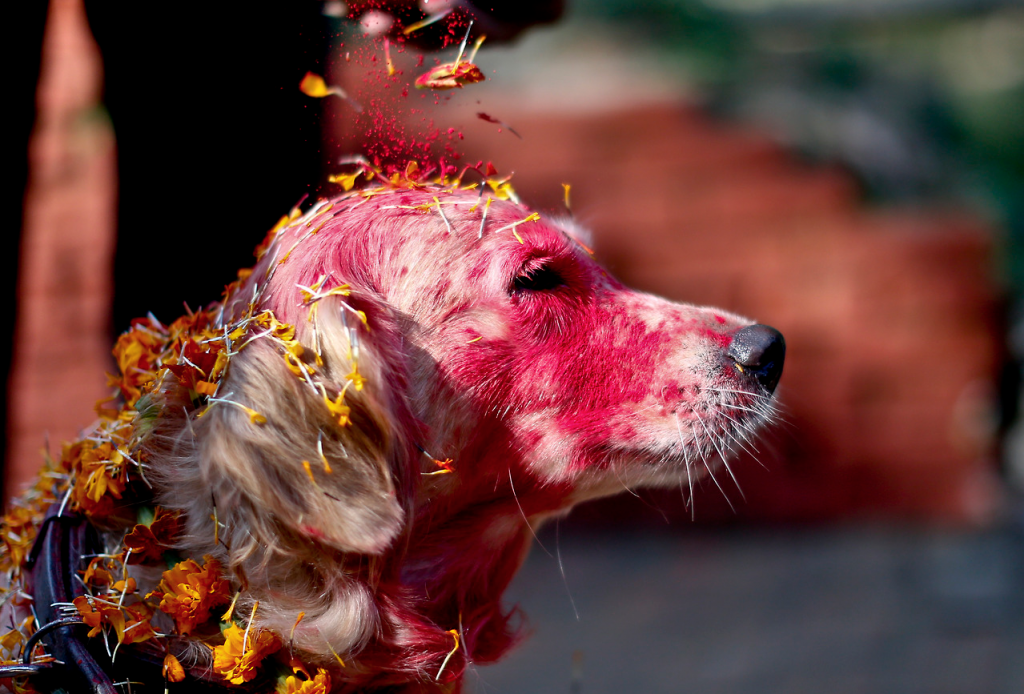 World’s Most Beautiful Festivals Dedicated To Animals