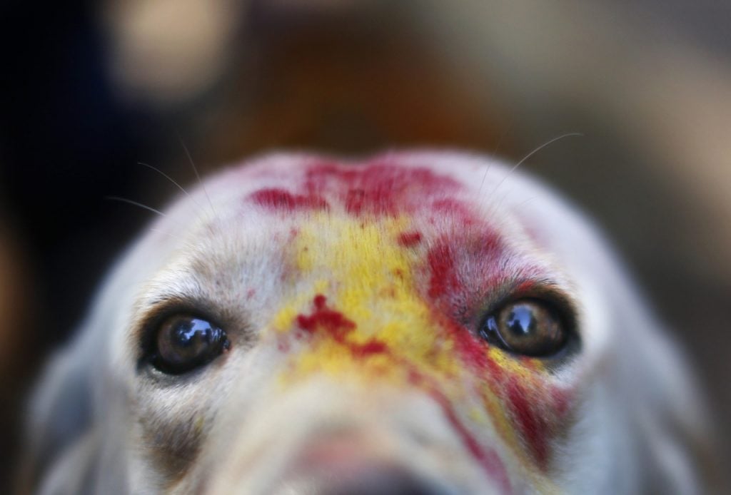 World’s Most Beautiful Festivals Dedicated To Animals