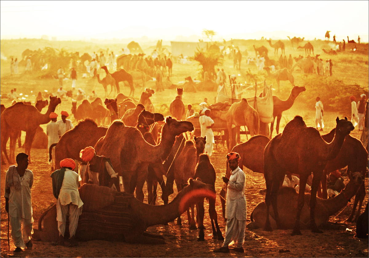 The Pushkar Camel Fair In Rajasthan, India 1