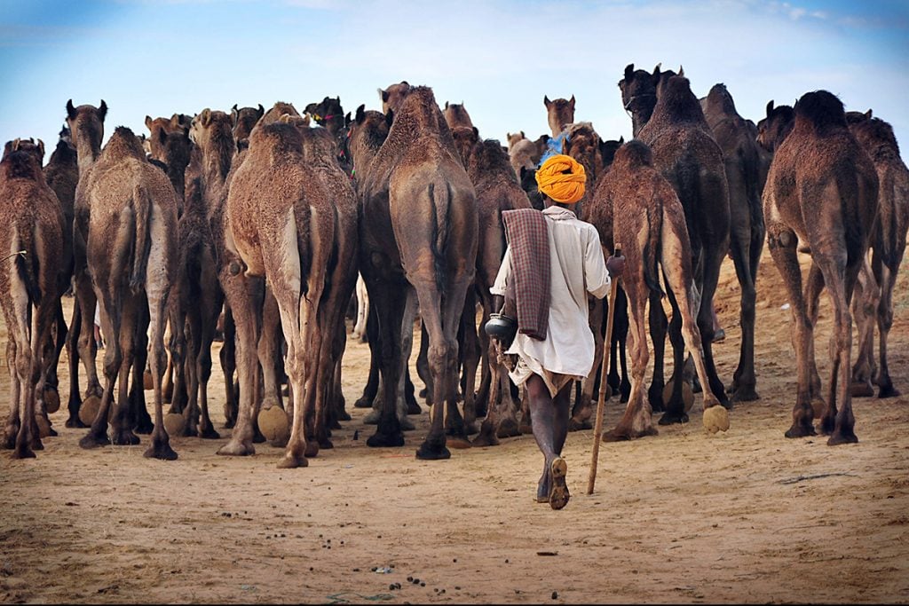 World’s Most Beautiful Festivals Dedicated To Animals