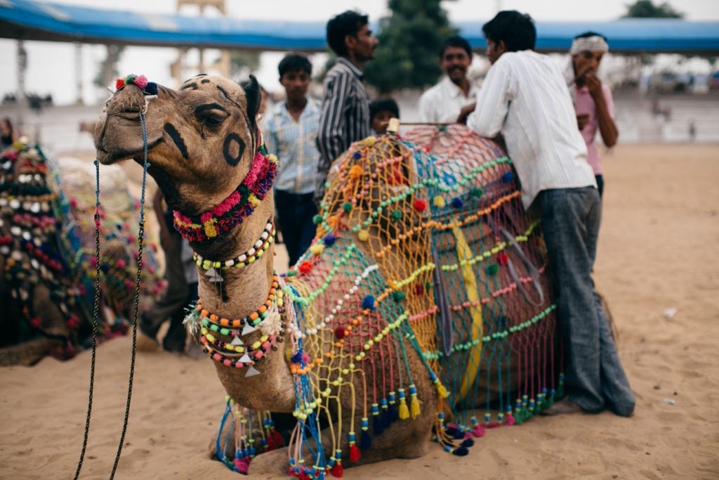 World’s Most Beautiful Festivals Dedicated To Animals