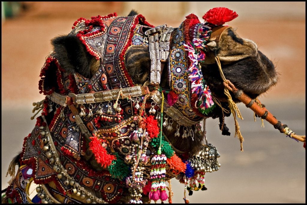 World’s Most Beautiful Festivals Dedicated To Animals