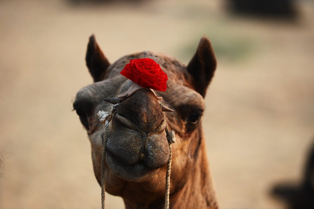 World’s Most Beautiful Festivals Dedicated To Animals