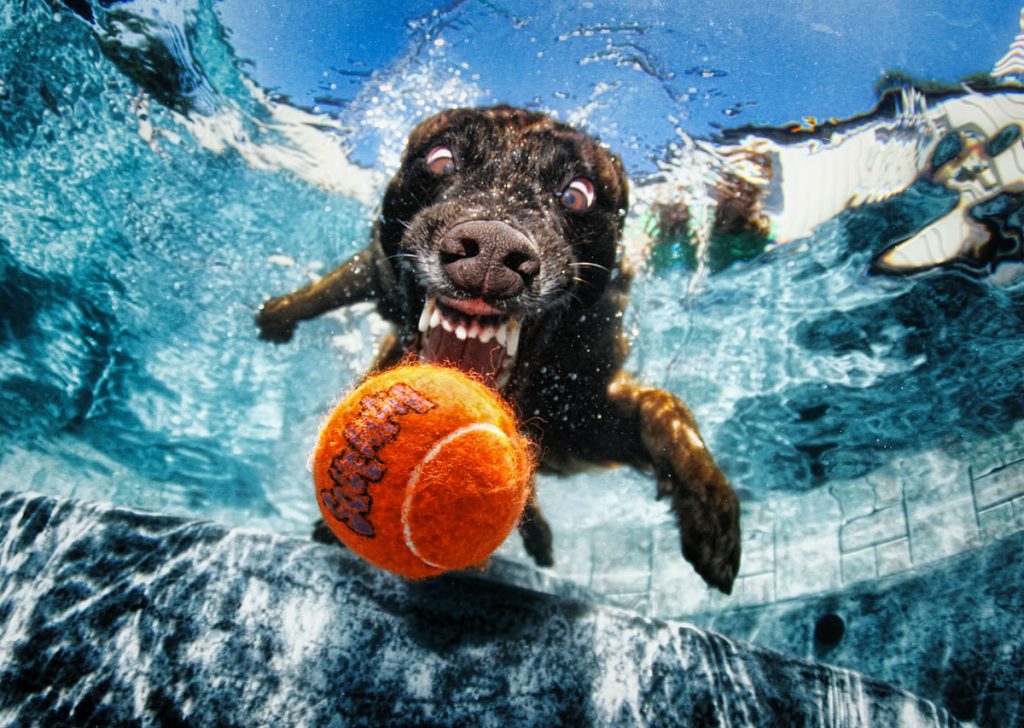 Underwater Dogs By Seth Casteel