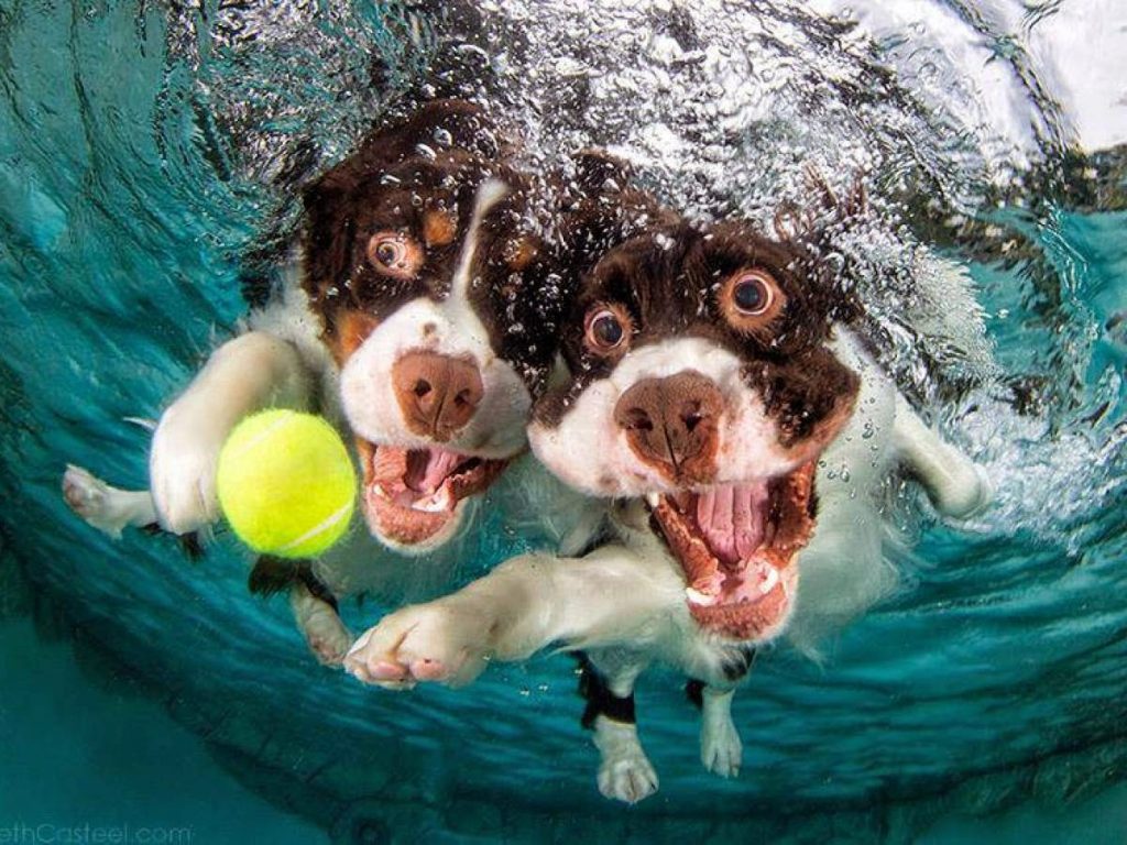 Underwater Dogs By Seth Casteel