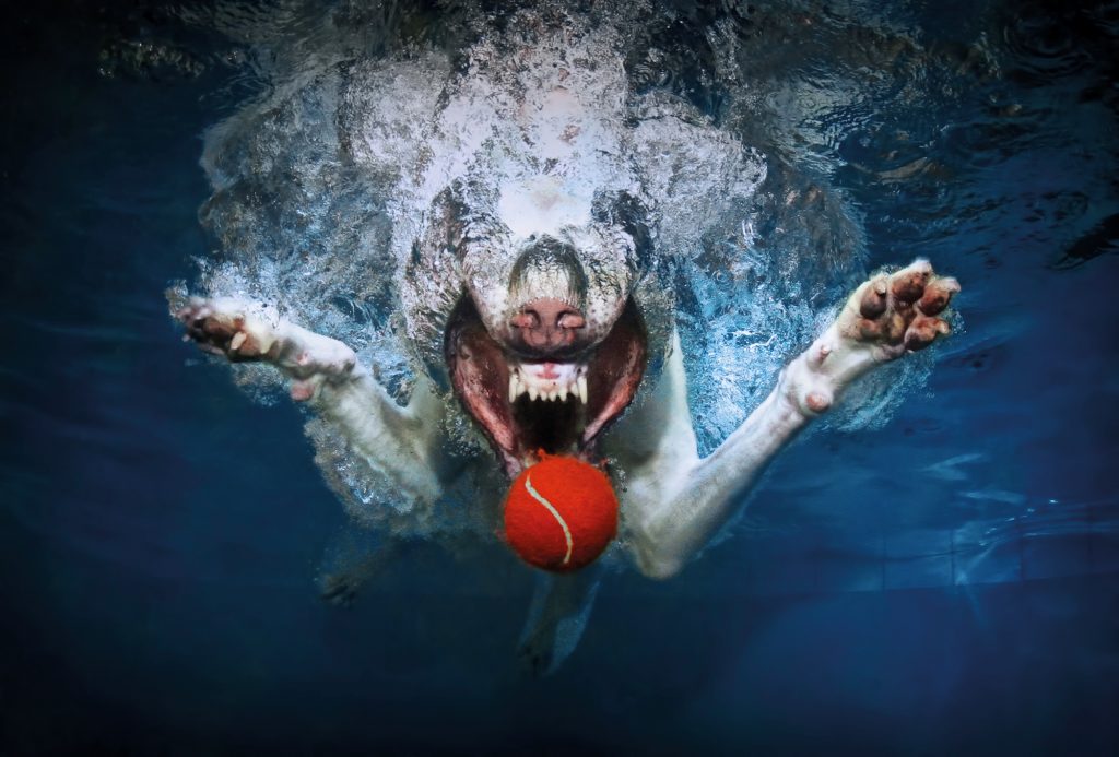 Underwater Dogs By Seth Casteel