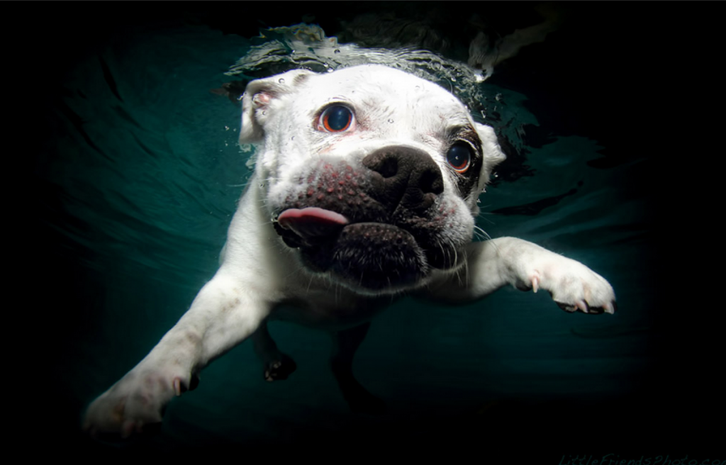 Underwater Dogs By Seth Casteel