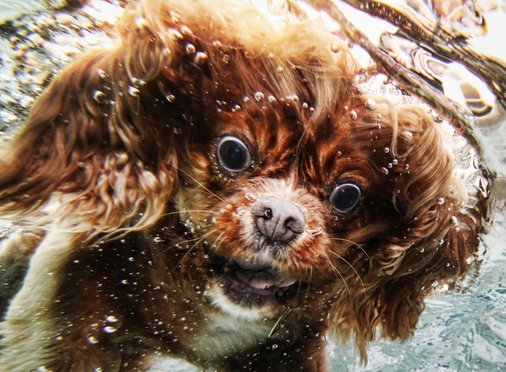 Underwater Dogs By Seth Casteel