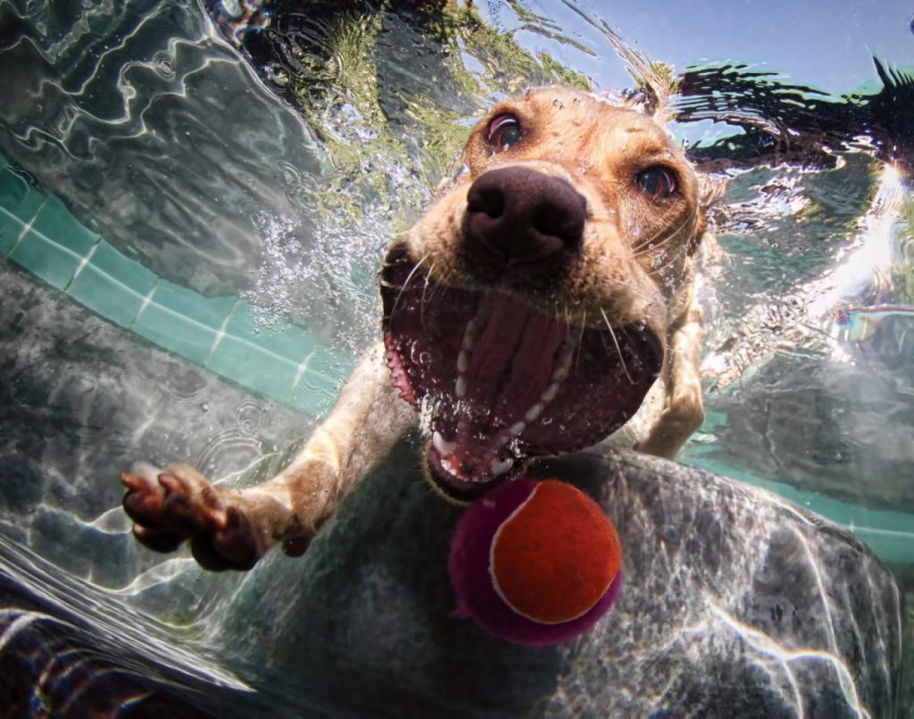 Underwater Dogs By Seth Casteel