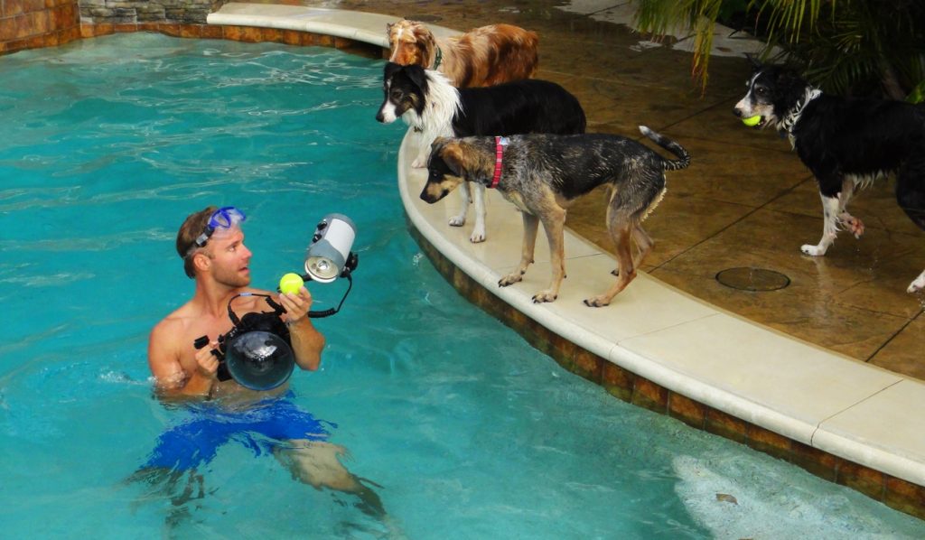 Underwater Dogs By Seth Casteel