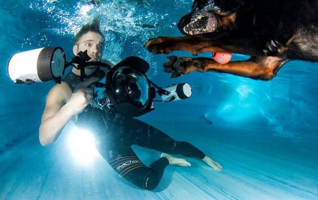 Underwater Dogs By Seth Casteel
