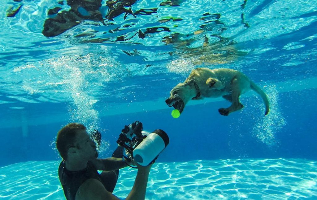 Underwater Dogs By Seth Casteel