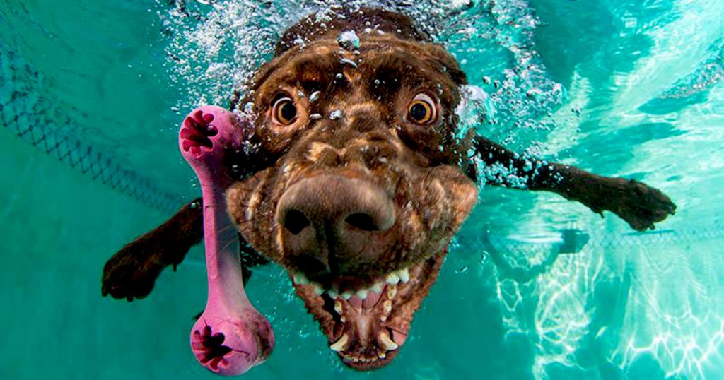 Underwater Dogs By Seth Casteel