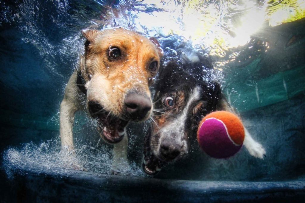Underwater Dogs By Seth Casteel