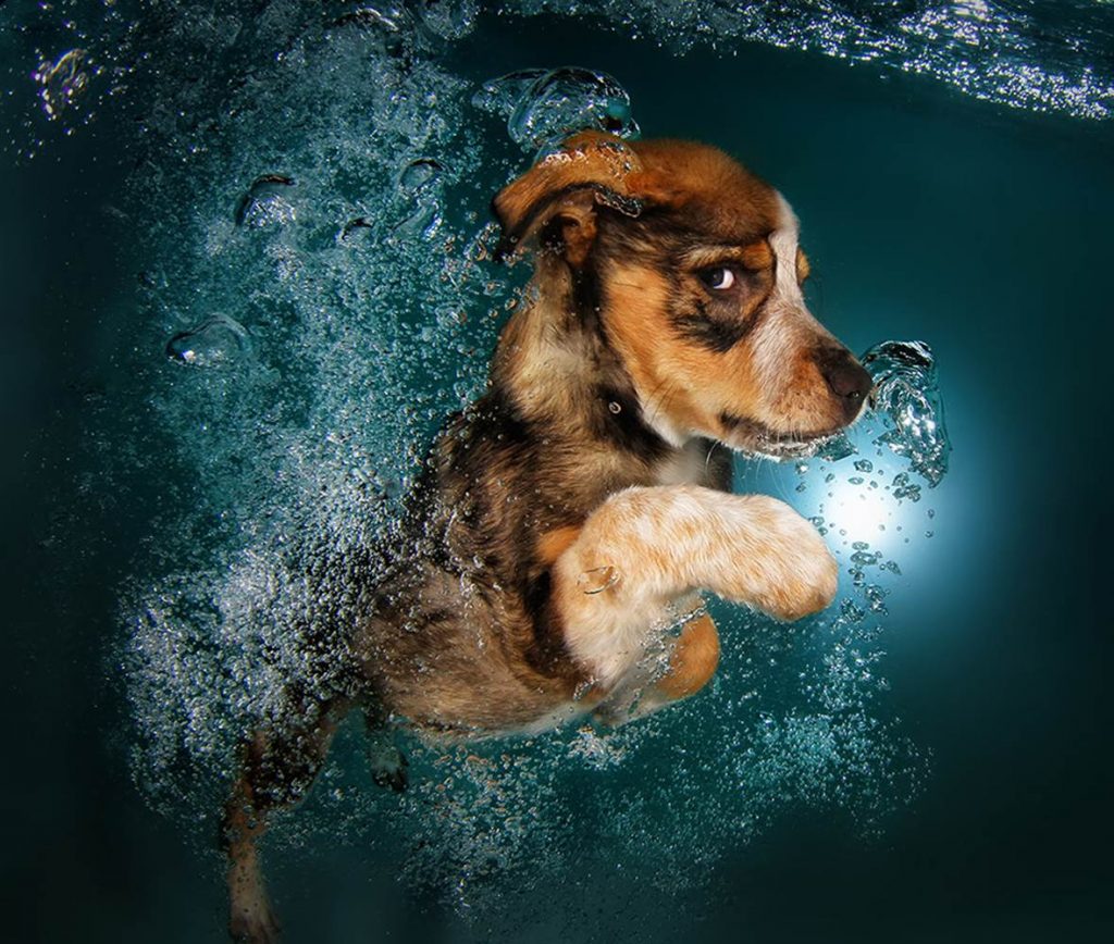 Underwater Dogs By Seth Casteel