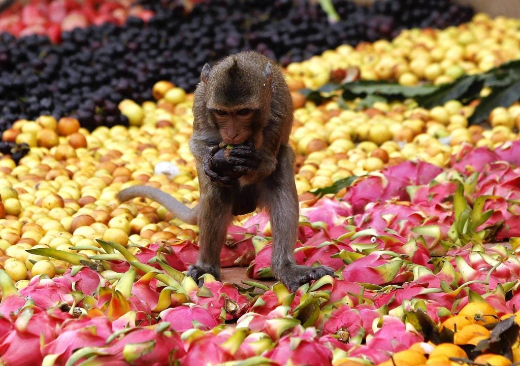 World’s Most Beautiful Festivals Dedicated To Animals