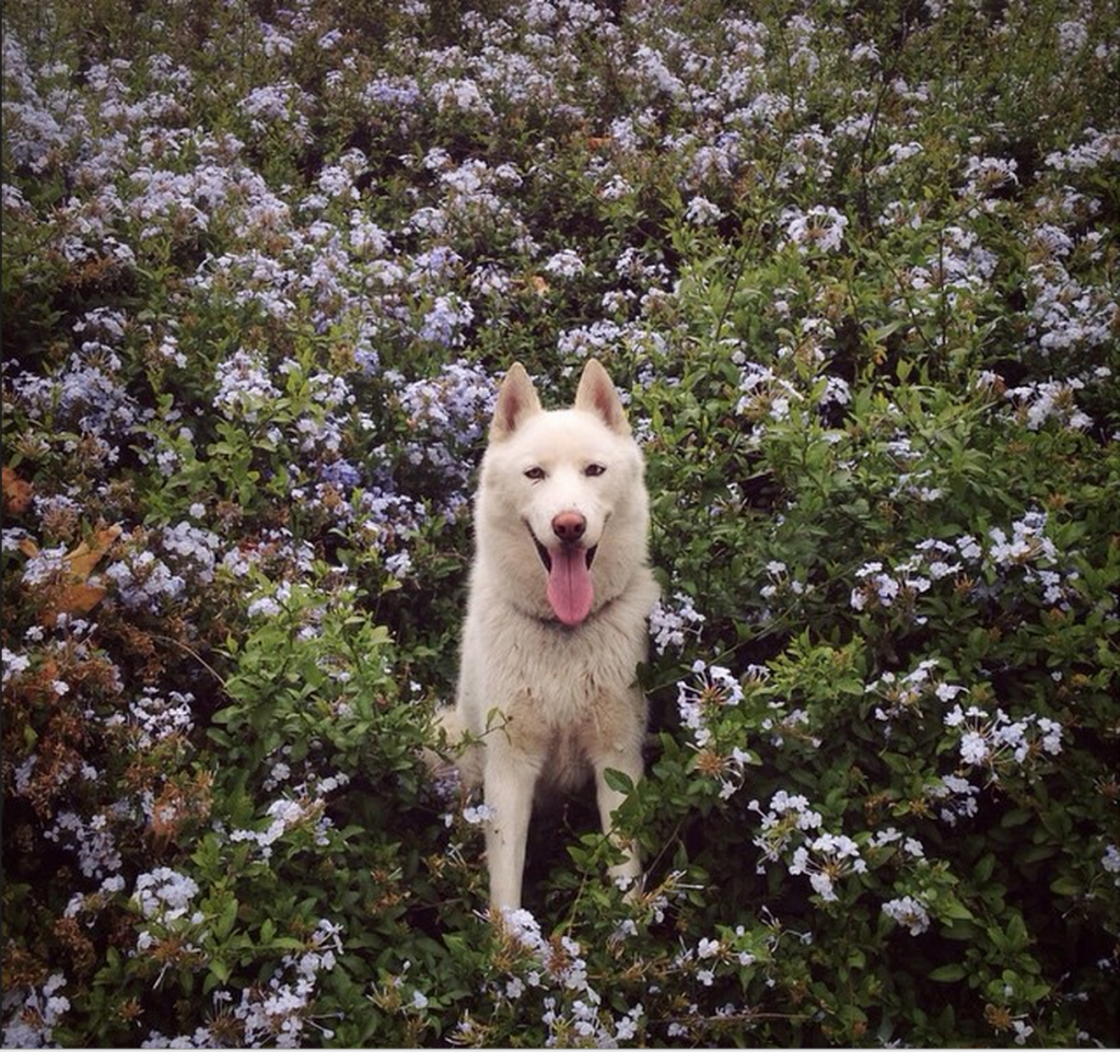Alone With 53 Thousand Followers: Incredible Adventures Of John Stortz And His Dog